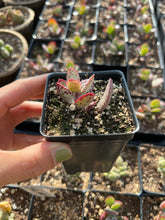 Load image into Gallery viewer, Adromischus marianae var. antidorcatum - April Farm/Rare Succulents
