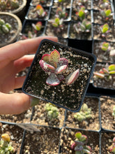 Load image into Gallery viewer, Adromischus marianae var. antidorcatum - April Farm/Rare Succulents