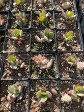 Load image into Gallery viewer, Adromischus marianae var. antidorcatum - April Farm/Rare Succulents