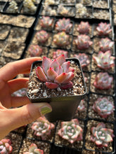 Load image into Gallery viewer, Echeveria colorata f. Tapalpa - April Farm/Rare Succulents
