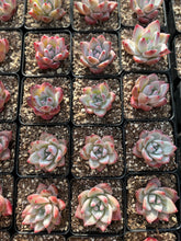 Load image into Gallery viewer, Echeveria colorata f. Tapalpa - April Farm/Rare Succulents