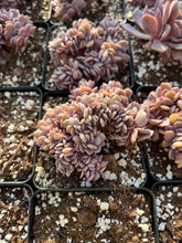 Load image into Gallery viewer, Graptoveria Crested Debbie - April Farm/Rare Succulents