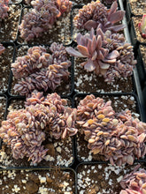 Load image into Gallery viewer, Graptoveria Crested Debbie - April Farm/Rare Succulents