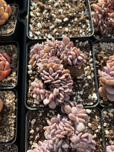 Load image into Gallery viewer, Graptoveria Crested Debbie - April Farm/Rare Succulents