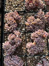 Load image into Gallery viewer, Graptoveria Crested Debbie - April Farm/Rare Succulents