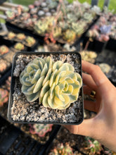 Load image into Gallery viewer, Echeveria Lenore Dean (CC) - April Farm/Rare Succulents