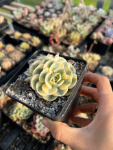 Load image into Gallery viewer, Echeveria Lenore Dean (CC) - April Farm/Rare Succulents
