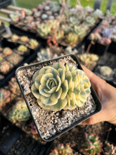 Load image into Gallery viewer, Echeveria Lenore Dean (CC) - April Farm/Rare Succulents