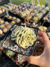 Load image into Gallery viewer, Echeveria Lenore Dean (CC) - April Farm/Rare Succulents