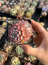 Load image into Gallery viewer, Echeveria Fly to the sky - April Farm/Rare Succulents