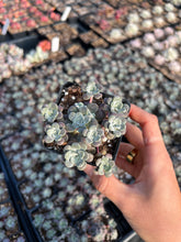 Load image into Gallery viewer, Sedum Spathulifolium - April Farm/Rare Succulents