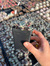 Load image into Gallery viewer, Sedum Spathulifolium - April Farm/Rare Succulents
