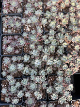 Load image into Gallery viewer, Sedum Spathulifolium - April Farm/Rare Succulents
