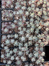 Load image into Gallery viewer, Sedum Spathulifolium - April Farm/Rare Succulents