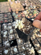 Load image into Gallery viewer, Graptopetalum Variegated Mendozae (single head cutting) - April Farm/Rare Succulents