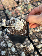 Load image into Gallery viewer, Graptopetalum Variegated Mendozae (single head cutting) - April Farm/Rare Succulents