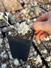 Load image into Gallery viewer, Graptopetalum Variegated Mendozae (single head cutting) - April Farm/Rare Succulents