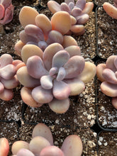 Load image into Gallery viewer, Pachyphytum Frozen Beauty - April Farm/Rare Succulents