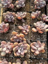 Load image into Gallery viewer, Pachyphytum Frozen Beauty - April Farm/Rare Succulents