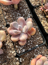 Load image into Gallery viewer, Pachyphytum Frozen Beauty - April Farm/Rare Succulents