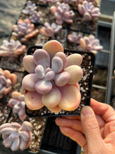 Load image into Gallery viewer, Pachyphytum Frozen Beauty - April Farm/Rare Succulents