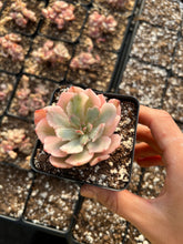 Load image into Gallery viewer, Echeveria Variegated Hoveyi var zahni - April Farm/Rare Succulents