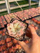 Load image into Gallery viewer, Echeveria Variegated Hoveyi var zahni - April Farm/Rare Succulents
