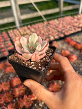 Load image into Gallery viewer, Echeveria Variegated Hoveyi var zahni - April Farm/Rare Succulents