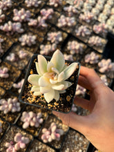 Load image into Gallery viewer, Pachyveria Powder Off Variegated - April Farm/Rare Succulents