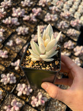 Load image into Gallery viewer, Pachyveria Powder Off Variegated - April Farm/Rare Succulents