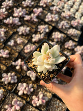 Load image into Gallery viewer, Pachyveria Powder Off Variegated - April Farm/Rare Succulents