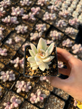 Load image into Gallery viewer, Pachyveria Powder Off Variegated - April Farm/Rare Succulents