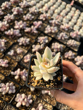 Load image into Gallery viewer, Pachyveria Powder Off Variegated - April Farm/Rare Succulents