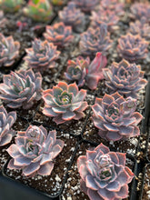 Load image into Gallery viewer, Echeveria Pinky - April Farm/Rare Succulents