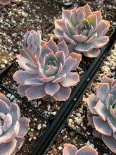 Load image into Gallery viewer, Echeveria Pinky - April Farm/Rare Succulents