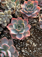 Load image into Gallery viewer, Echeveria Pinky - April Farm/Rare Succulents