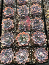 Load image into Gallery viewer, Echeveria Pinky - April Farm/Rare Succulents