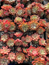 Load image into Gallery viewer, Echeveria Red Noble Cluster - April Farm/Rare Succulents