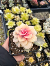 Load image into Gallery viewer, Echeveria Rainbow - April Farm/Rare Succulents