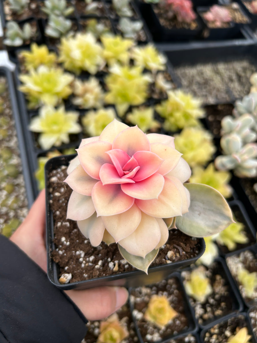 mermaid tail succulent Mermaid Tail : Crested Senecio Talinoides