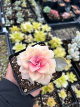 Load image into Gallery viewer, Echeveria Rainbow - April Farm/Rare Succulents