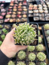 Load image into Gallery viewer, Haworthia bolusii var. semiviva - April Farm/Rare Succulents