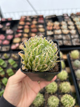 Load image into Gallery viewer, Haworthia bolusii var. semiviva - April Farm/Rare Succulents