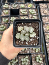 Load image into Gallery viewer, Haworthia Maughanii Yukiguni - April Farm/Rare Succulents