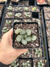Load image into Gallery viewer, Haworthia Maughanii Yukiguni - April Farm/Rare Succulents
