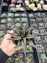 Load image into Gallery viewer, Haworthia whirling - April Farm/Rare Succulents