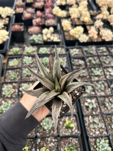 Load image into Gallery viewer, Haworthia whirling - April Farm/Rare Succulents