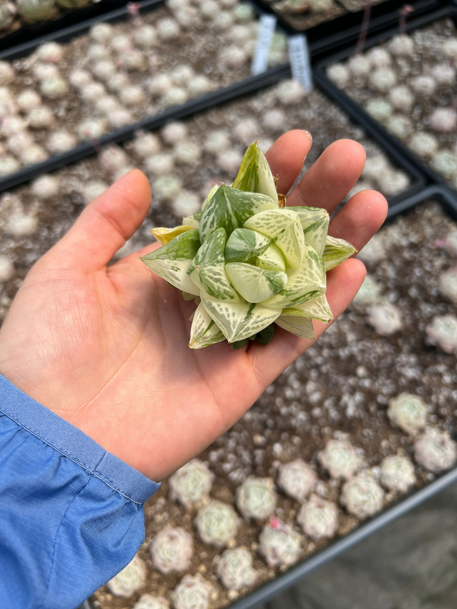 Haworthia cymbiformis 'variegata' - April Farm/Rare Succulents
