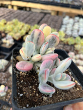 Load image into Gallery viewer, Rounded cotyledon orbiculata varigated cluster - April Farm/Rare Succulents