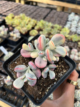 Load image into Gallery viewer, Rounded cotyledon orbiculata varigated cluster - April Farm/Rare Succulents